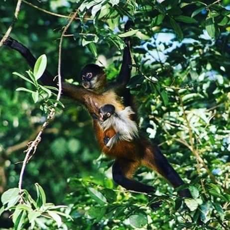 Casa Marbella Villa Tortuguero Ngoại thất bức ảnh