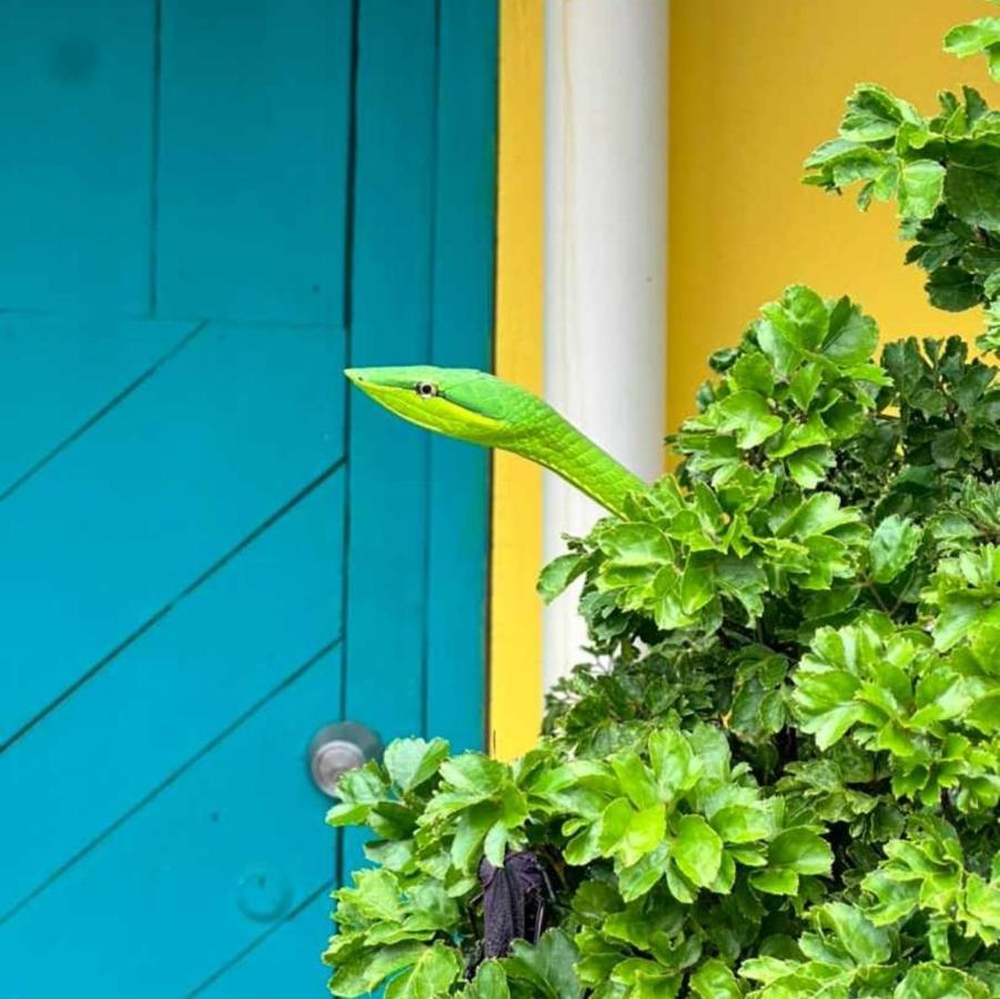 Casa Marbella Villa Tortuguero Ngoại thất bức ảnh