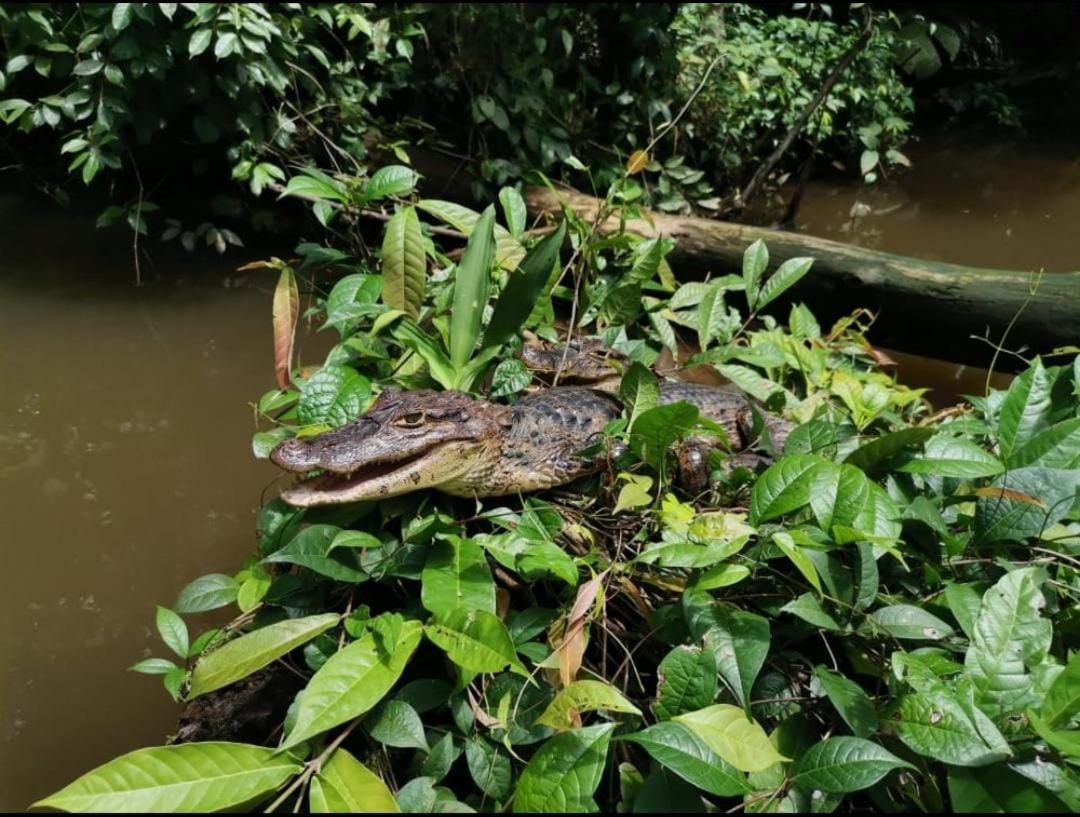 Casa Marbella Villa Tortuguero Ngoại thất bức ảnh